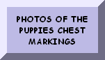 CLICK HERE TO SEE THE PUPPIES CHEST MARKINGS
